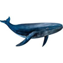 고래, 흰수염고래, 포유류, 바다생물, whale