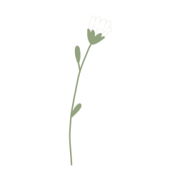 꽃, 국화, 데이지, 꽃장식, 플라워