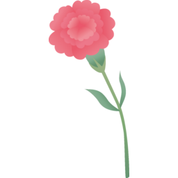 카네이션, 꽃, 식물, 어버이날, 스승의날, 가정의달, 5월, 꽃송이, 줄기, 아름다운, 핑크
