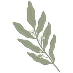 plant, flower, garden, floral, botanical, 식물, 풀, 꽃, 정원, 자연, nature