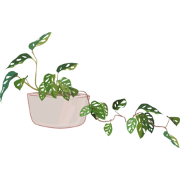 몬스테라, 몬스테라아단소니, 아단소니, green, 플랜테리어, planterior, 화분, 거실화분, 녹색, 초록식물, 초록, adansonii, monstera, 열대식물, 열대