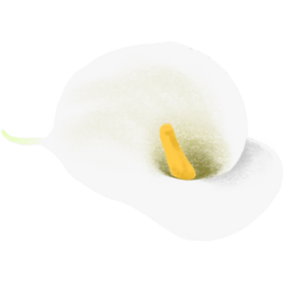 꽃, 봄, 축제, 봄축제, 여름축제, Flower