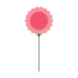 카네이션, 가정의, 달, 5월, 어버이날, 스승의, 날, 감사