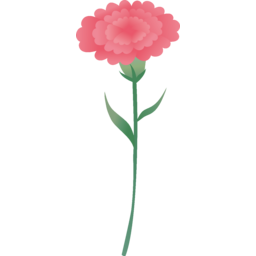 카네이션, 꽃, 식물, 어버이날, 스승의날, 가정의달, 5월, 꽃송이, 줄기, 아름다운, 핑크