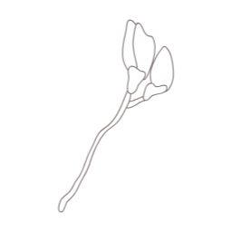 목련, magnolia, 꽃, flower, 봄, 봄꽃, spring, 봄에피는꽃, 식물, 목련화