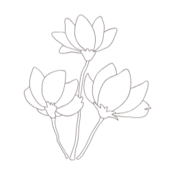 목련, magnolia, 꽃, flower, 봄, 봄꽃, spring, 봄에피는꽃, 식물, 목련화