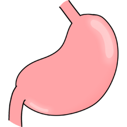 위, 위장, 위염, 위액, 속쓰림, 위장장애, age, endo, stomach, gastric, 위출혈, 구토, 오심, vomiting, vomit, nausea, 장기, 몸, 신체, 신체부위
