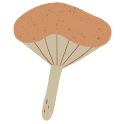 버섯, 식물, mushroom, plant