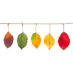 낙엽, 가을, 가을낙엽ㄷ, 단풍, 단풍잎, fall, autumn, 나뭇잎