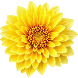 입학, 졸업, 꽃, 꽃잎, 봄, 야생화, 노란색, 금송화, entrance, graduation, flower, petals, spring, wildflower, yellow, marigold