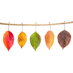 낙엽, 가을, 가을낙엽ㄷ, 단풍, 단풍잎, fall, autumn, 나뭇잎