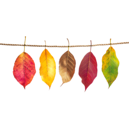 낙엽, 가을, 가을낙엽ㄷ, 단풍, 단풍잎, fall, autumn, 나뭇잎