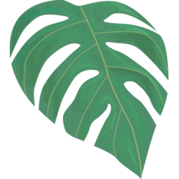몬스테라, 관상식물, 거실화분, 화분, 열대, 열대식물, 트로피컬, tropical, green, 그린