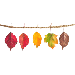 낙엽, 가을, 가을낙엽ㄷ, 단풍, 단풍잎, fall, autumn, 나뭇잎