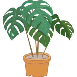 열대식물, 열대, 관상식물, 몬스테라, 화분, 거실화분, 플랜테리어, 트로피컬, tropical