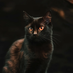 고양이, 검은, 검정색, 날렵함