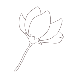 목련, magnolia, 꽃, flower, 봄, 봄꽃, spring, 봄에피는꽃, 식물, 목련화