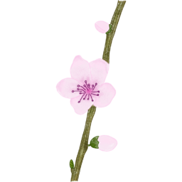 꽃, 식물, 꽃잎, 벚꽃, 벚나무, 봄, 봄꽃, 화초, 사쿠라, 벚꽃삽화, 벚꽃모양, 벚꽃그림, 벚꽃손그림