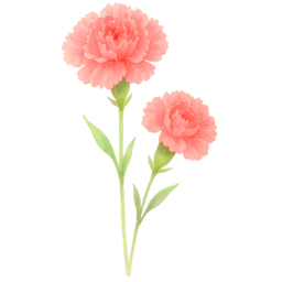 카네이션, 감사, 스승의날, 어버이날, 5월, 고맙습니다, 가족