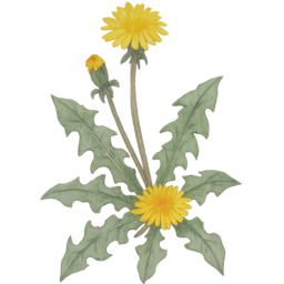 멸종위기, 식물, 희귀생물, 보호종, 멸종위기식물, 환경보호, 생물다양성, 지구의날, 생태그림, 자연일러스트, 먹물드로잉, 연필스케치, 손그림스타일, 수묵화느낌, 감성일러스트, 한국화스타일, 자연드로잉, 희귀식물, 야생화그림, 숲속동물, 식물일러스트, 교육자료, 인테리어소품, 투명배경PNG, 스톡일러스트