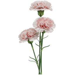 카네이션, 꽃, 꽃다발, 어버이날, 스승의날, 가정의달, 꽃선물, 플라워, 3D, 꽃3D, 3D요소