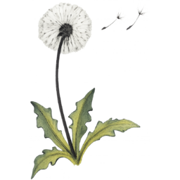 멸종위기, 식물, 희귀생물, 보호종, 멸종위기식물, 환경보호, 생물다양성, 지구의날, 생태그림, 자연일러스트, 먹물드로잉, 연필스케치, 손그림스타일, 수묵화느낌, 감성일러스트, 한국화스타일, 자연드로잉, 희귀식물, 야생화그림, 숲속동물, 식물일러스트, 교육자료, 인테리어소품, 투명배경PNG, 스톡일러스트
