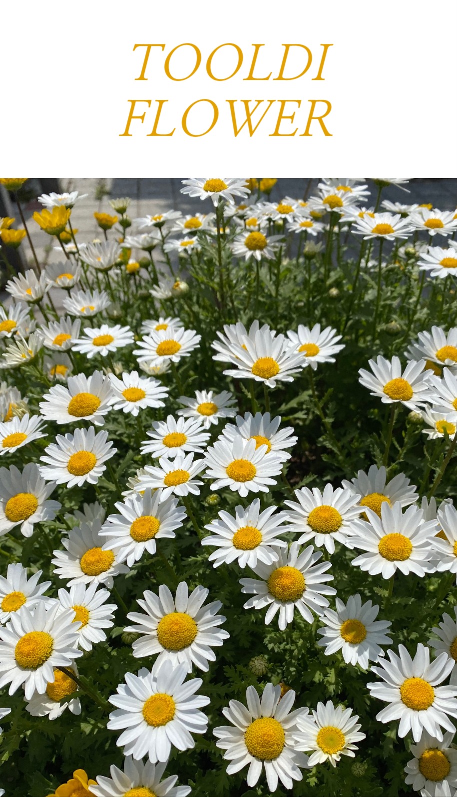 사진이 크게 들어간 명함