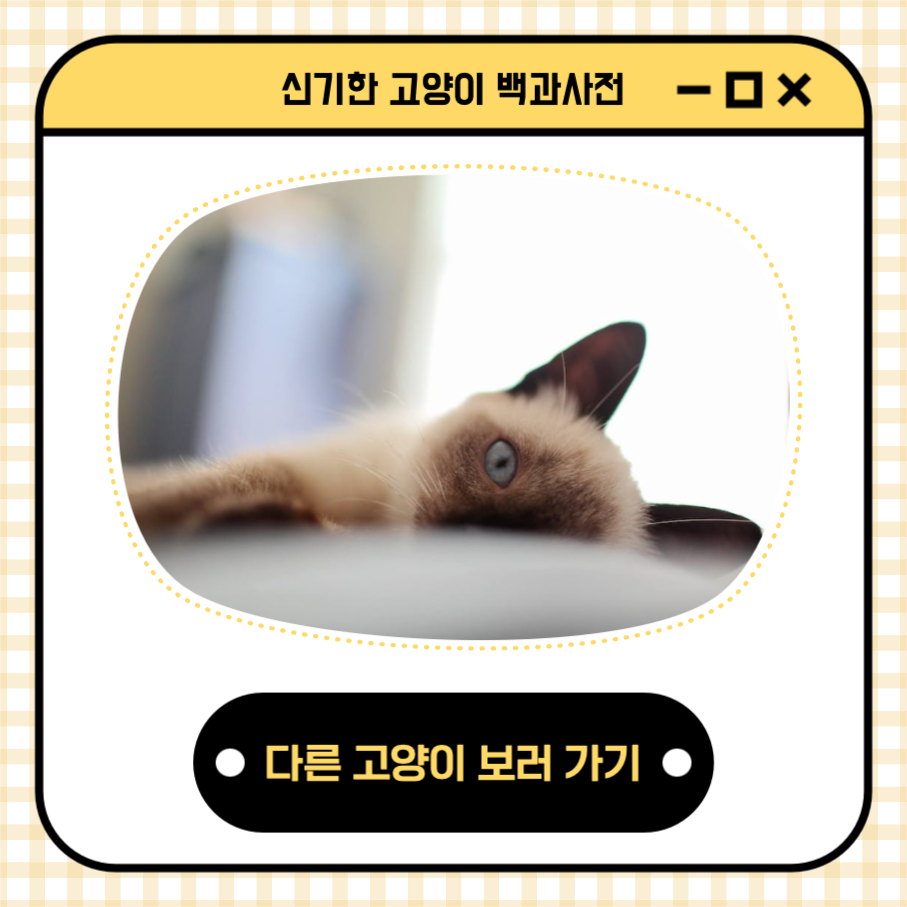 샴고양이 신기한 고양이 백과사전