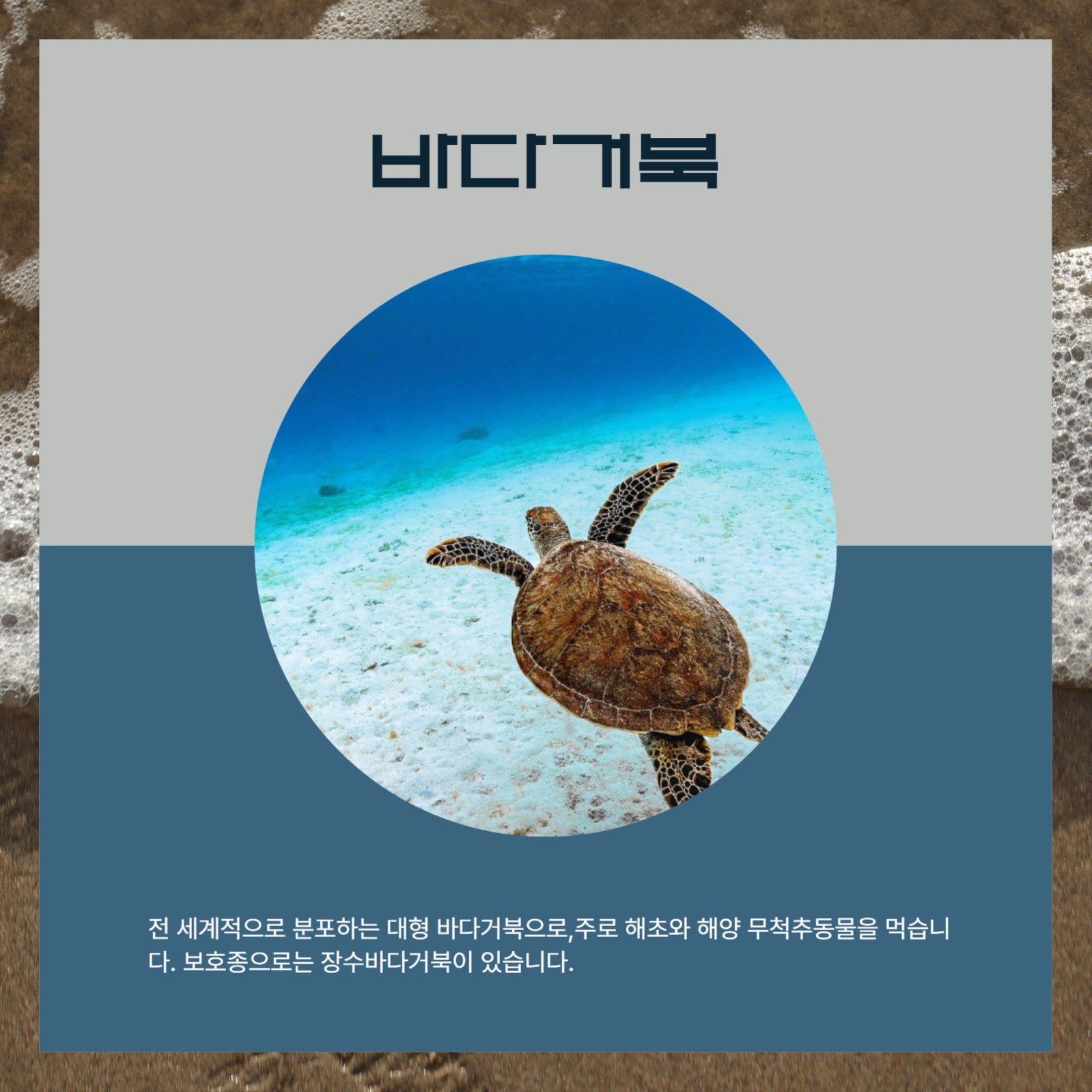 바다 동물 친구들