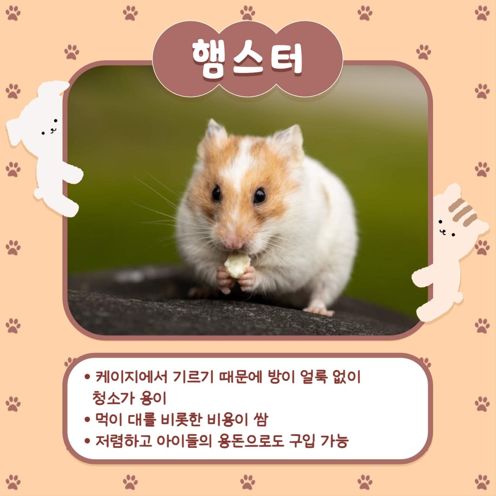 반려동물 추천 카드뉴스 