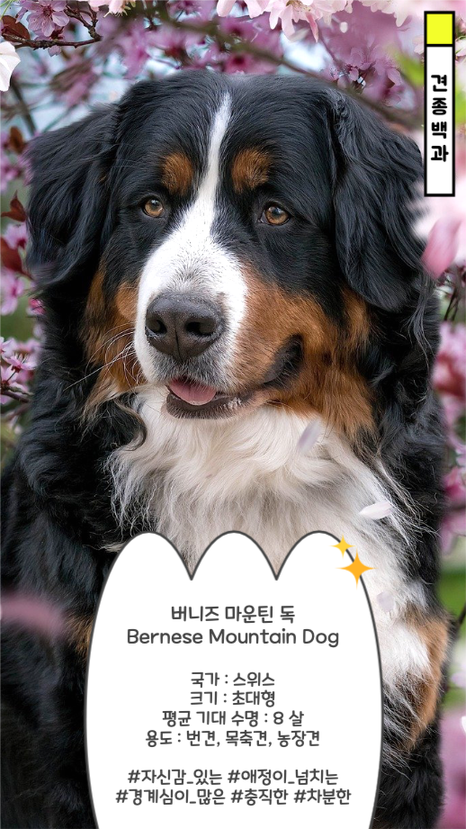 버니즈 마운틴 독 견종 백과