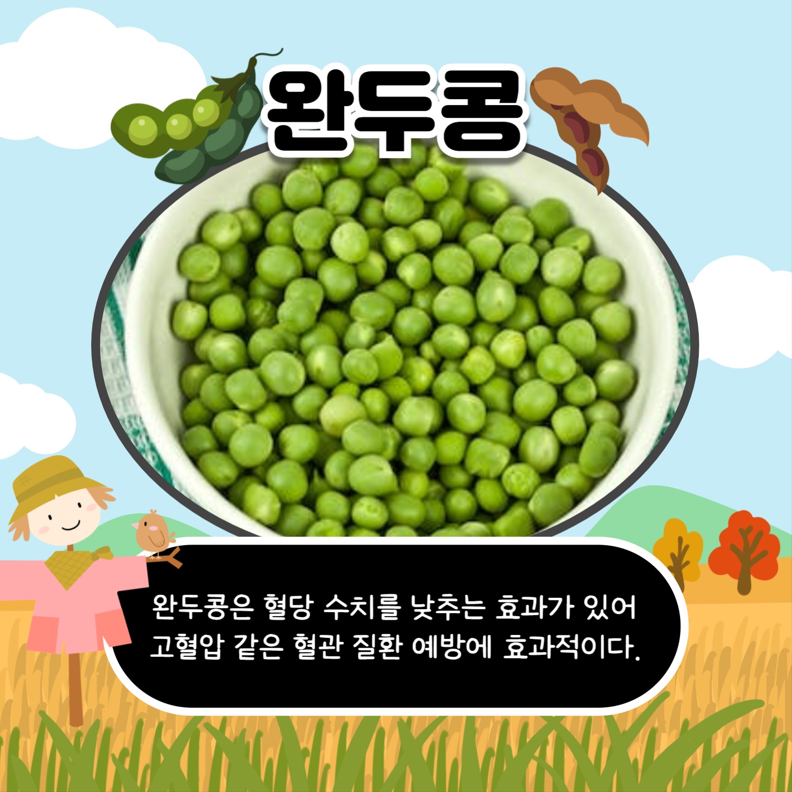 콩의 종류와 효능 카드뉴스
