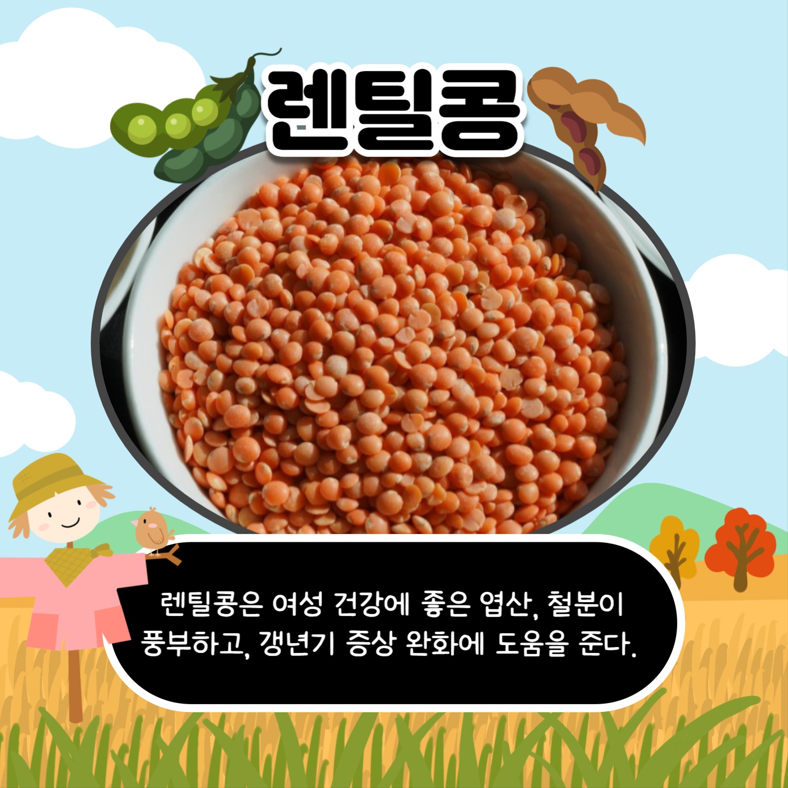 콩의 종류와 효능 카드뉴스
