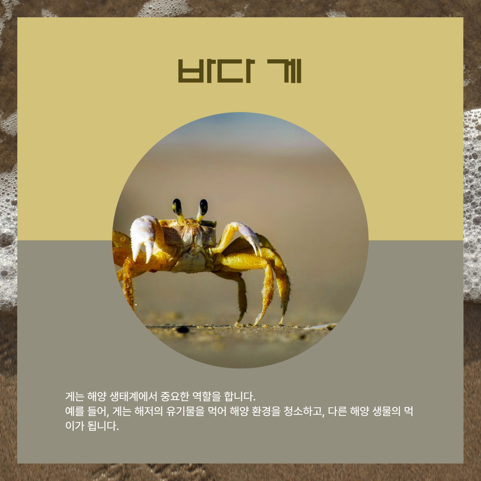 바다 동물 친구들