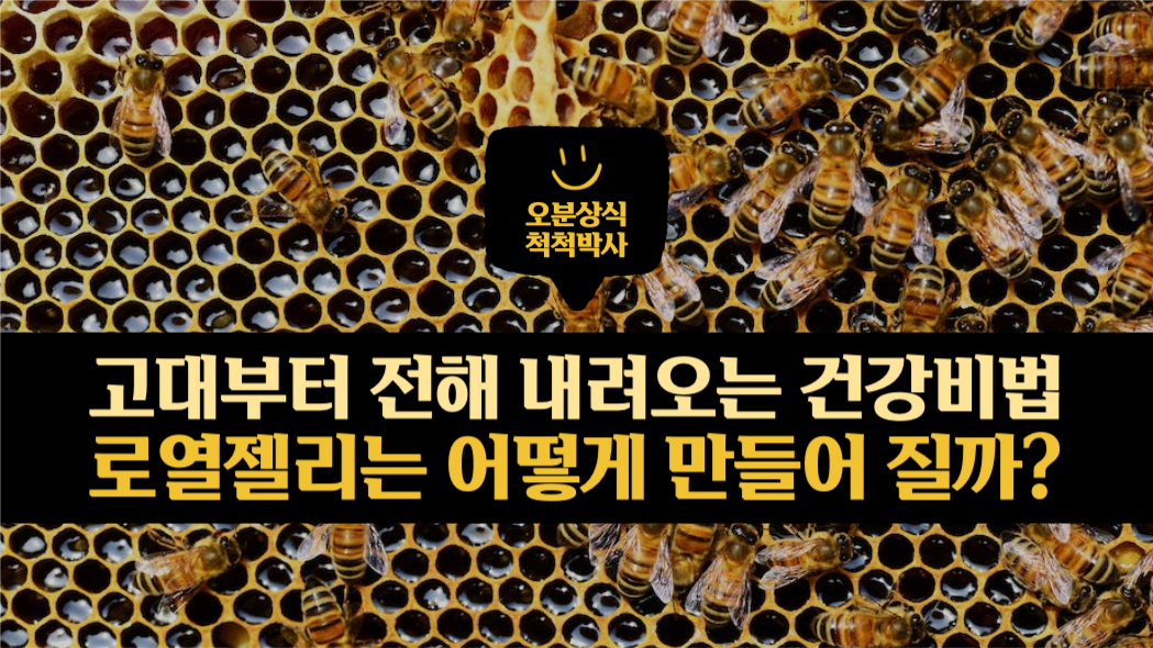로열젤리는 어떻게 만들어 질까 유튜브
