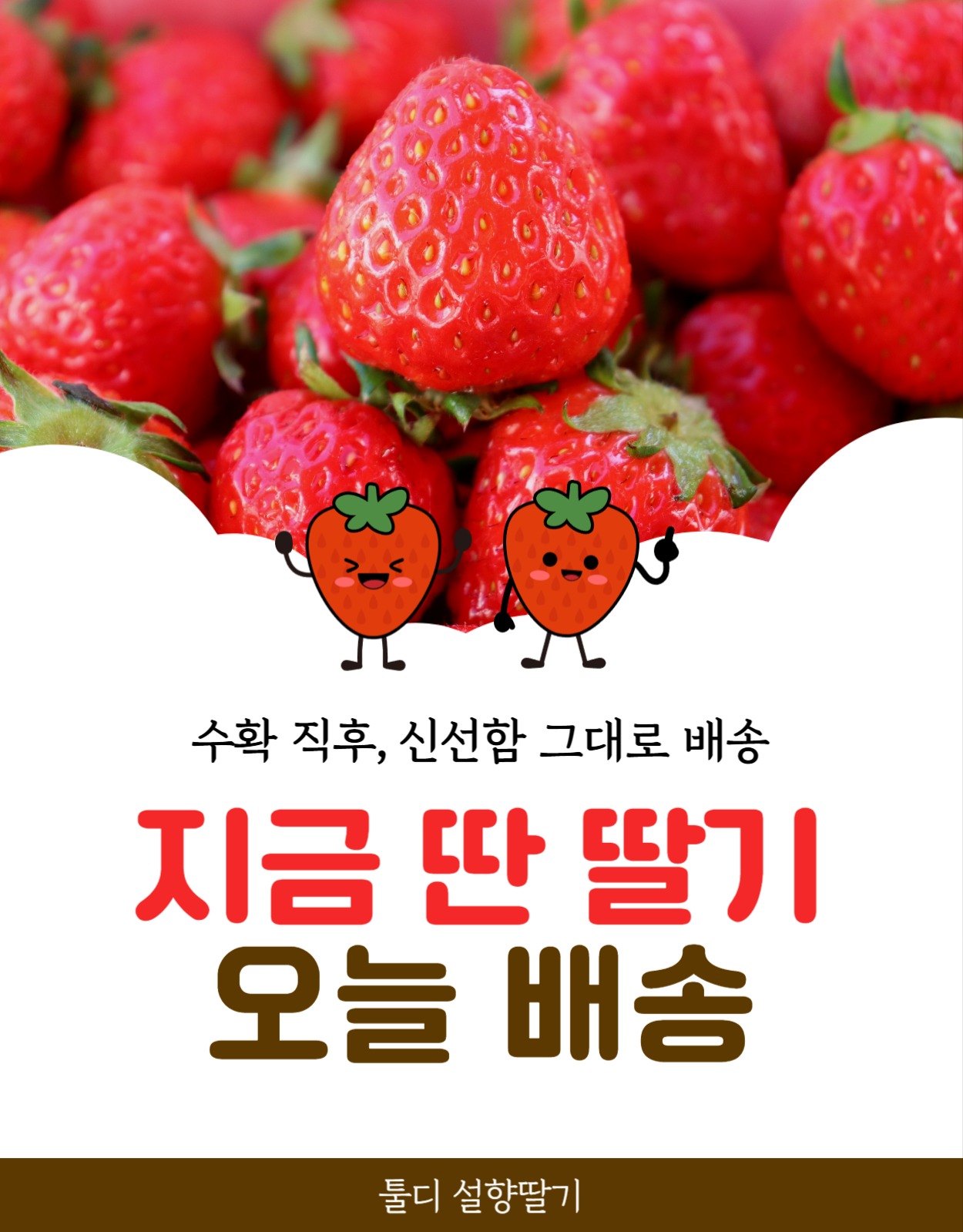 지금 딴 딸기 오늘 배송