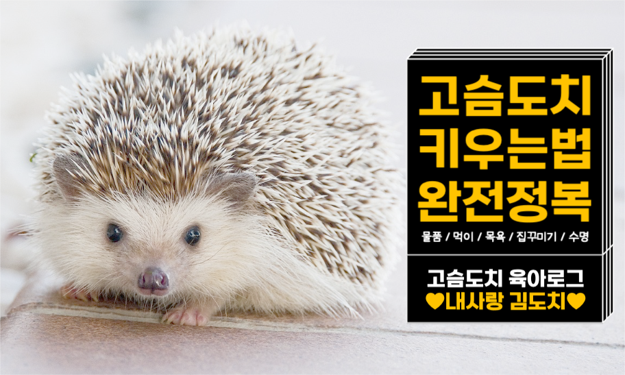 고슴도치 키우는 법 네이버 포스트
