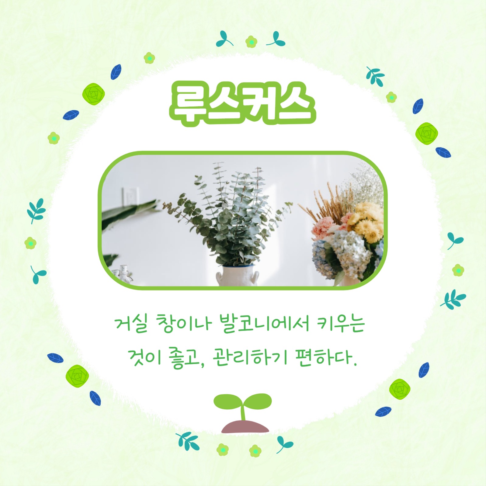 반려식물 추천 모음 카드뉴스