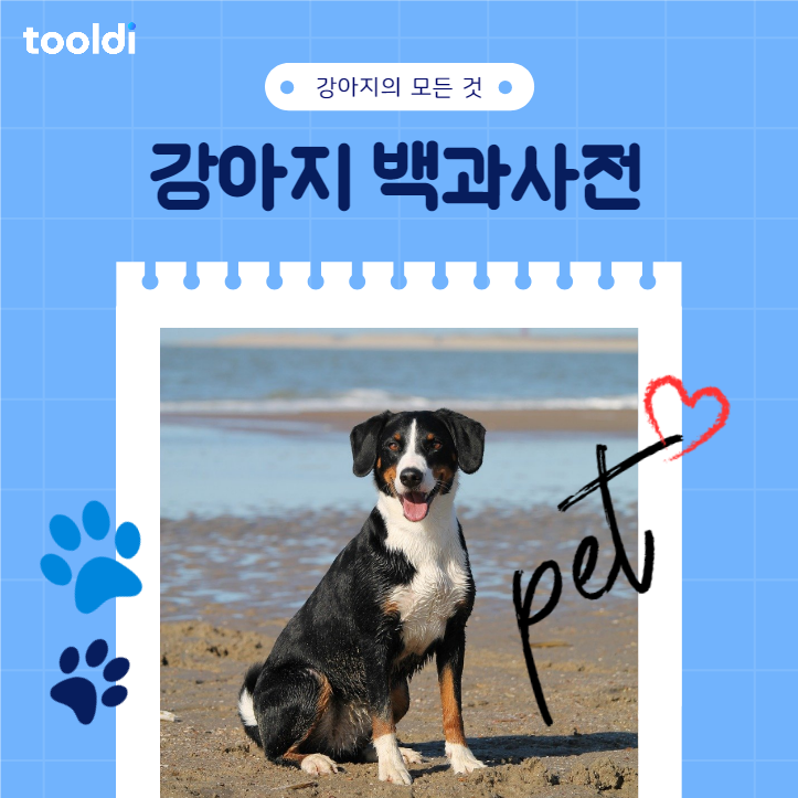 강아지 백과사전