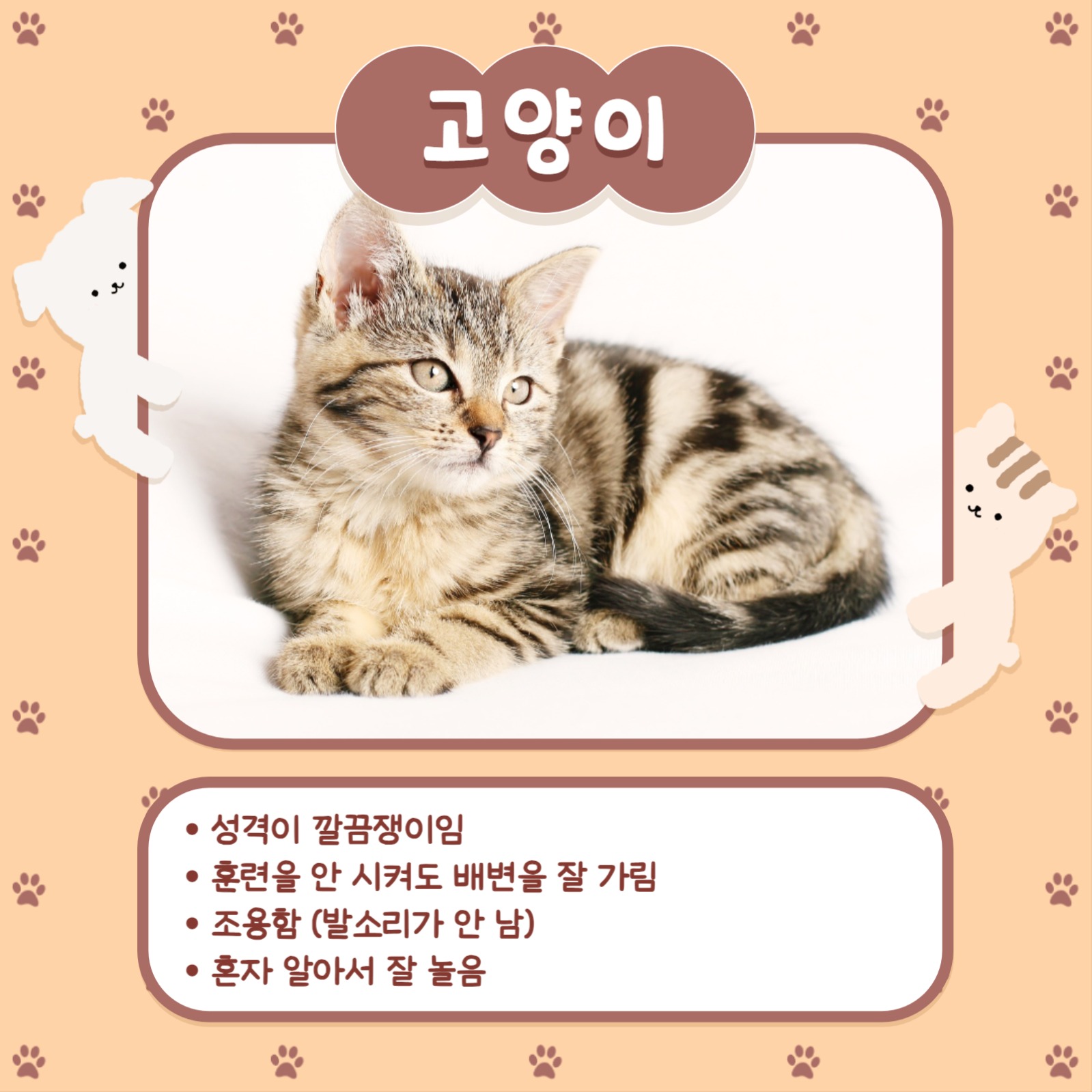 반려동물 추천 카드뉴스 