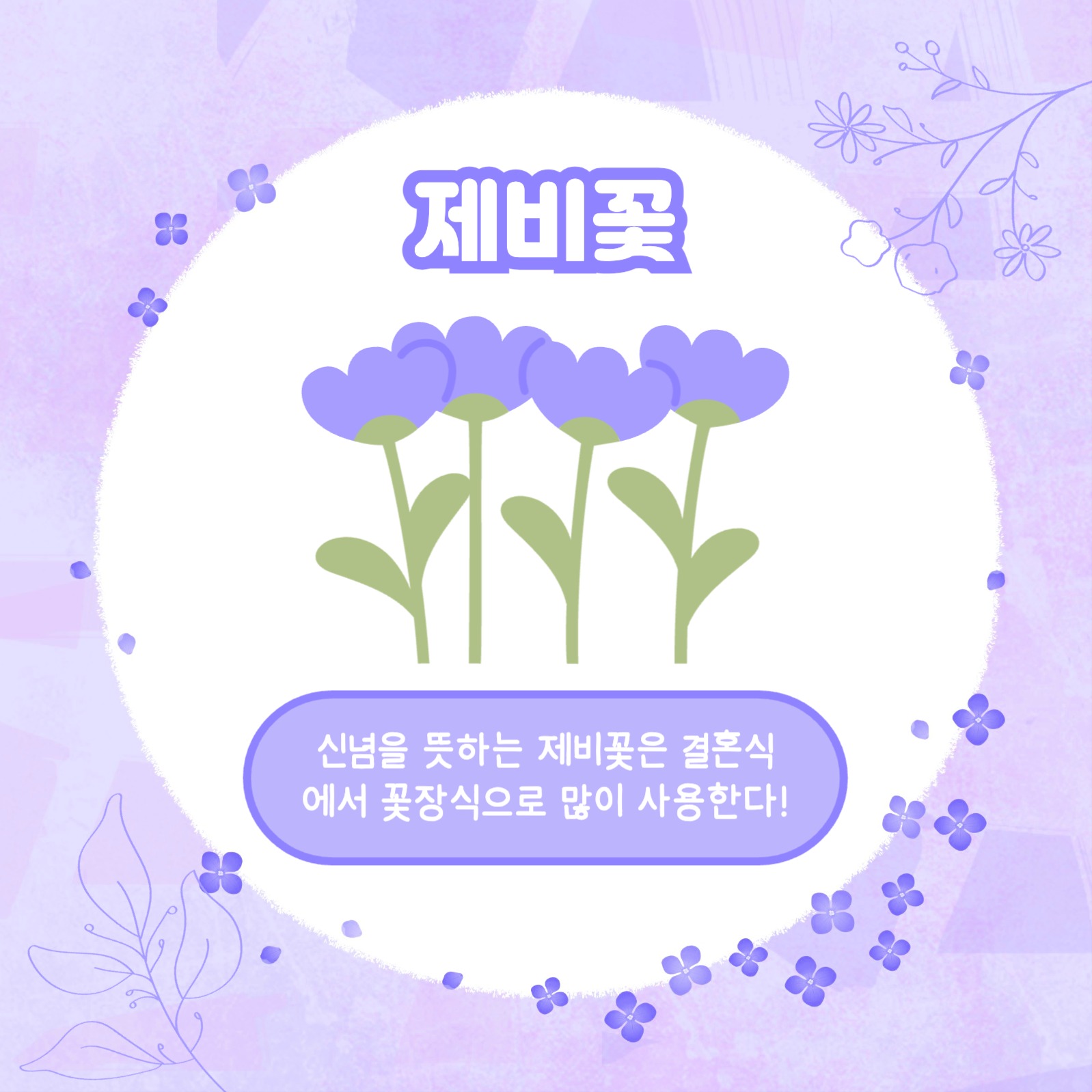 보라꽃 모음집 카드뉴스