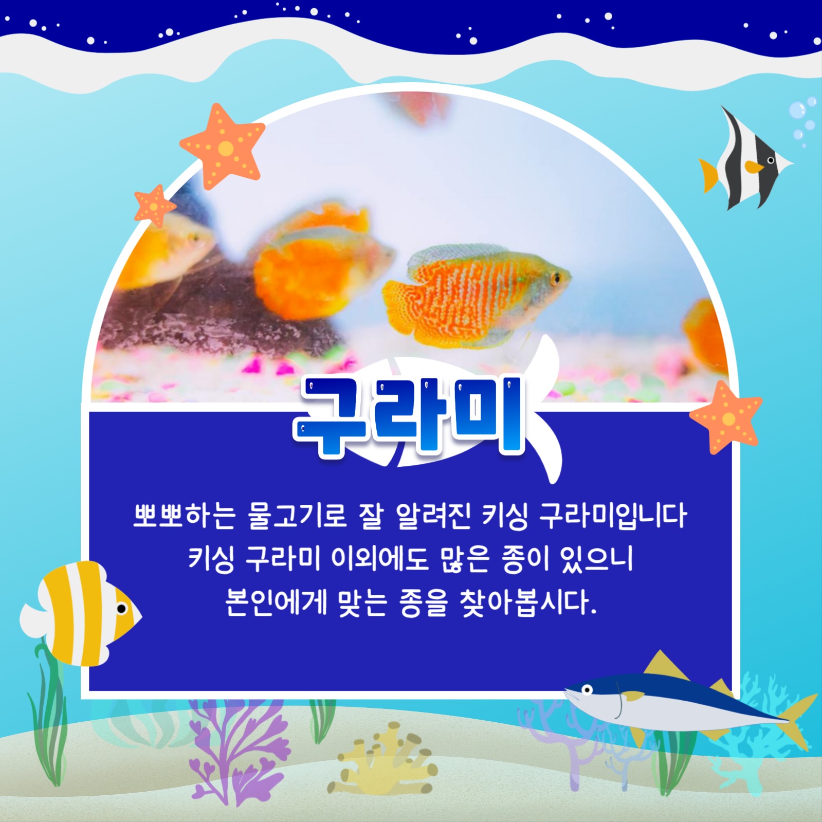 키우기 쉬운 어종 카드뉴스