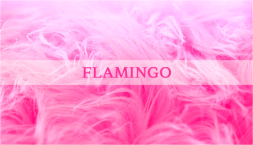 FLAMINGO 명함