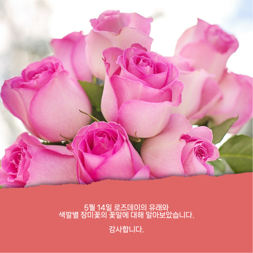 로즈데이 유래와 장미꽃 꽃말 카드뉴스