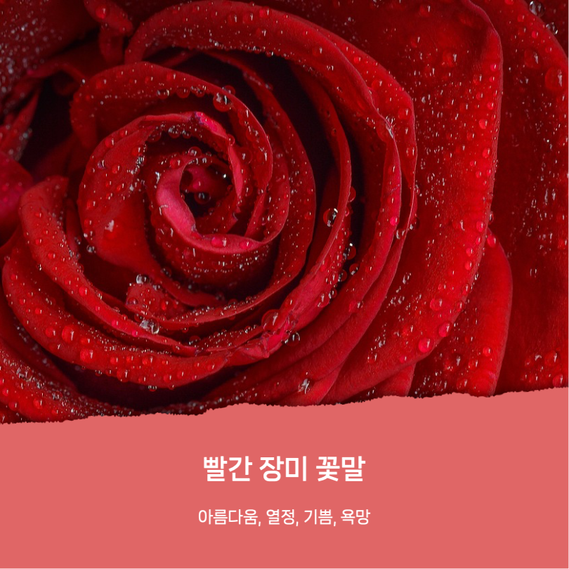 로즈데이 유래와 장미꽃 꽃말 카드뉴스