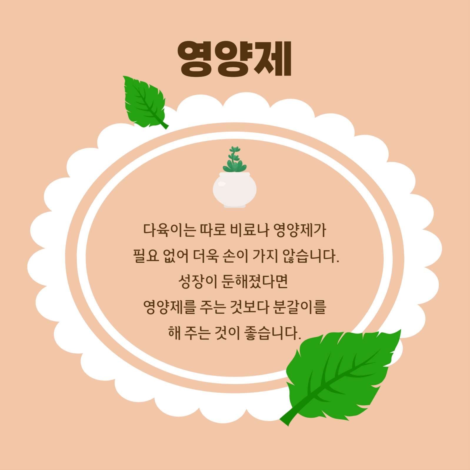 다육이 키우기 카드뉴스