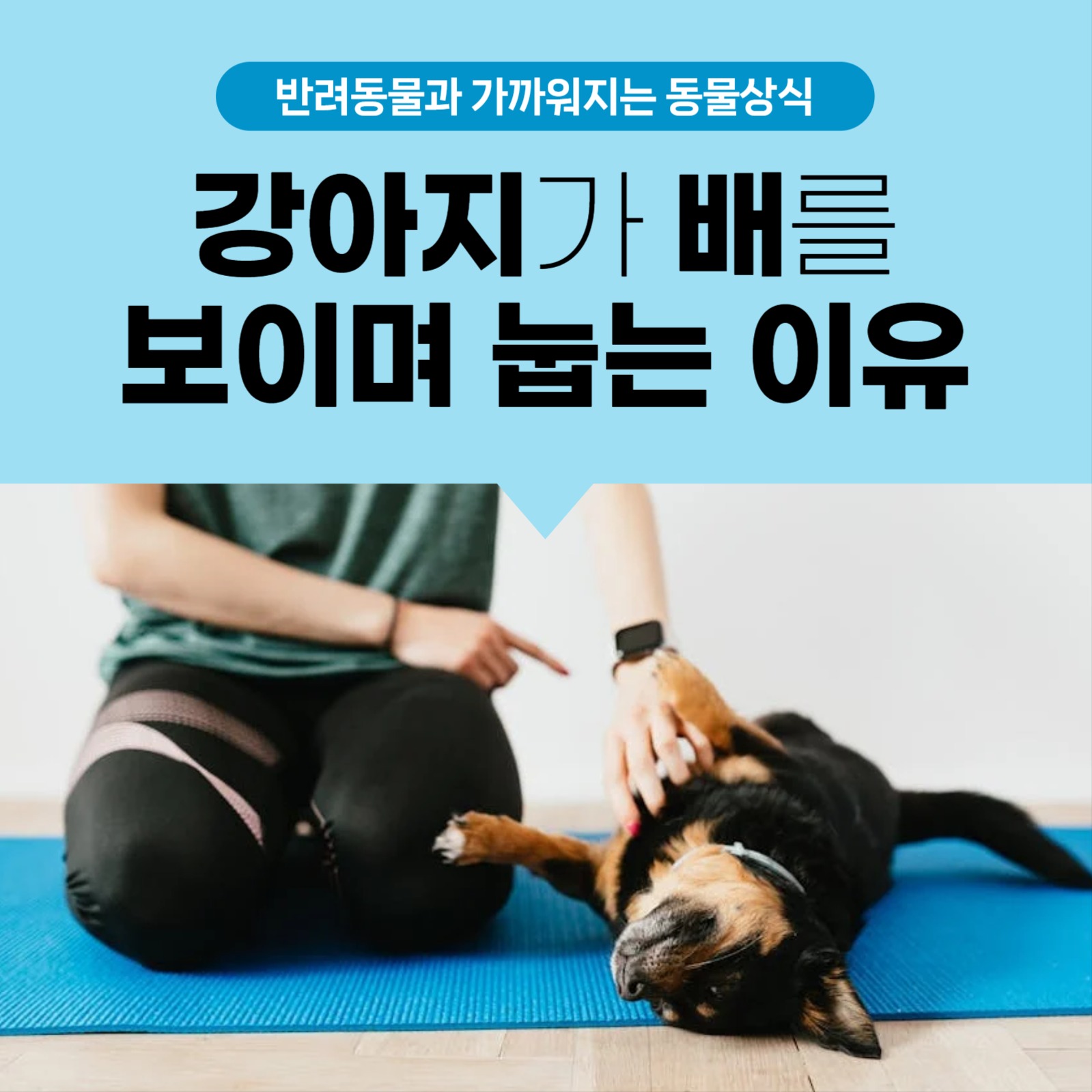 반려동물상식