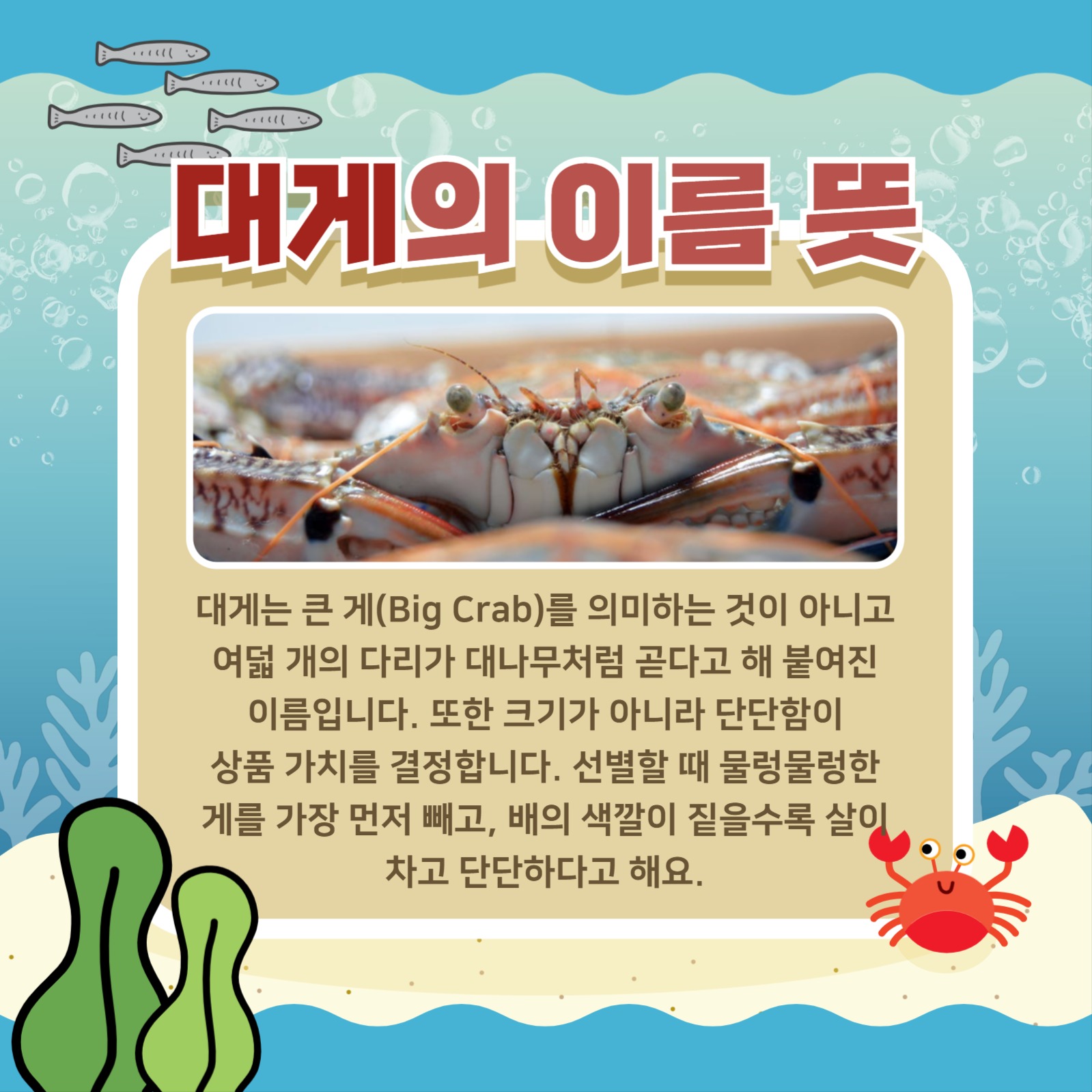 대게에 대해 알아보기