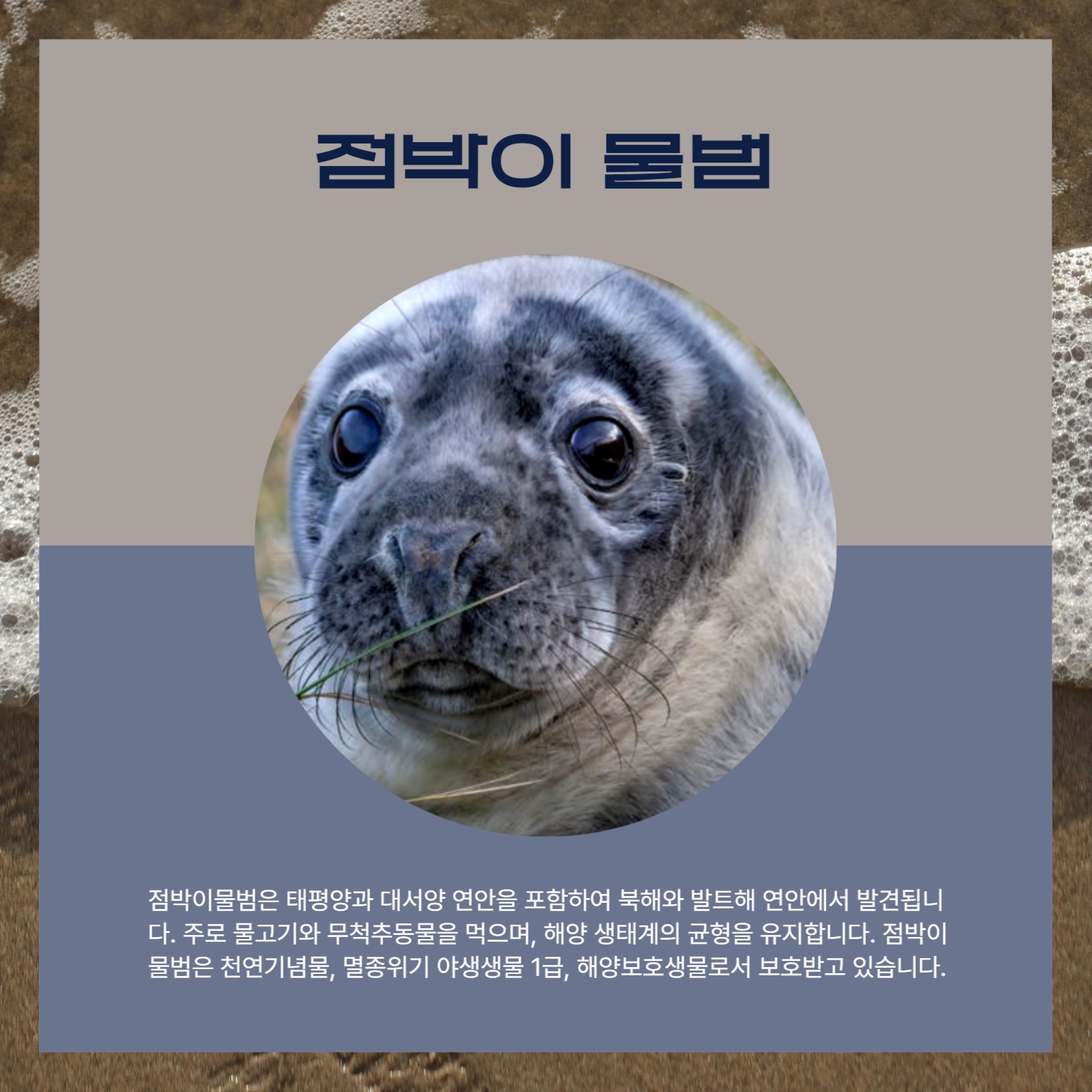 바다 동물 친구들