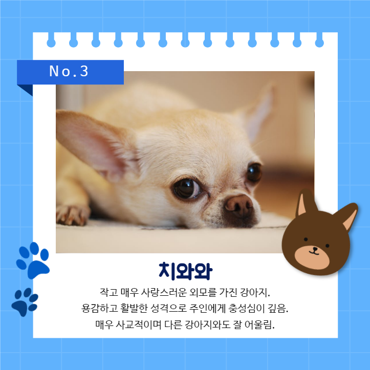 강아지 백과사전